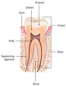 anatomy of a tooth